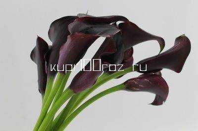 Калла «Рудольф»