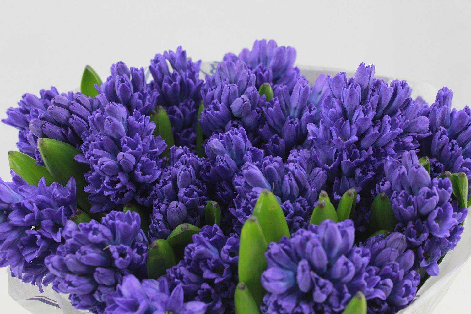 Акция! С 12 по 22 мая Гиацинт по специальной цене!