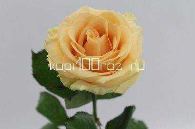 Роза Пич Аваланж 60 см