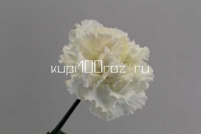 Гвоздика белая