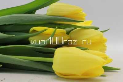 Тюльпан желтый