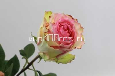 Роза сорта Эсперанс