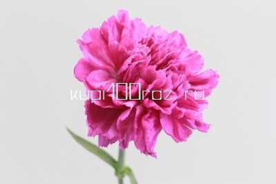 Гвоздика малиновая