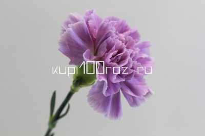 Гвоздика лунная