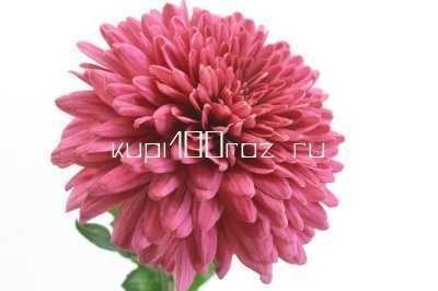 Хризантема одноголовая сорта Ламира Ред